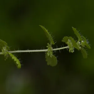 stinging nettle, Wagon Caves rock shelter, Fort Hunter Liggett, SBBG Research and Conservation staff field trip, 2006
