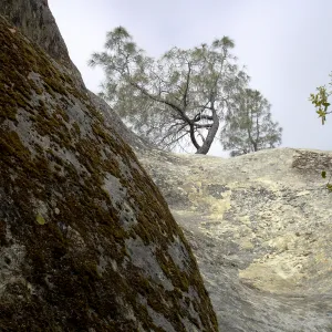 Wagon Caves rock shelter, Fort Hunter Liggett, SBBG Research and Conservation staff field trip, 2006