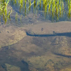tadpoles in pond, Fort Hunter Liggett, SBBG Research and Conservation staff field trip, 2006