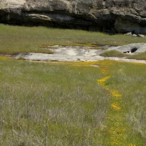 wildflowers, Santa Lucia Mountains, SBBG Research and Conservation staff field trip, Fort Hunter Liggett, 2006