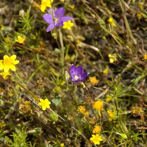 wildflowers, Santa Lucia Mountains, SBBG Research and Conservation staff field trip, Fort Hunter Liggett, 2006