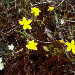 wildflowers, Santa Lucia Mountains, Fort Hunter Liggett, SBBG Research and Conservation staff field trip, 2006