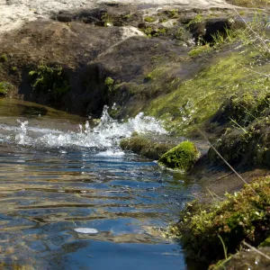 spring, Santa Lucia Mountains, Fort Hunter Liggett, SBBG Research and Conservation staff field trip, 2006