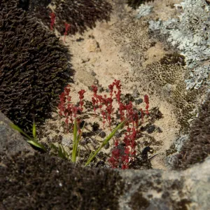 wildflowers, Santa Lucia Mountains, SBBG Research and Conservation staff field trip, Fort Hunter Liggett, 2006