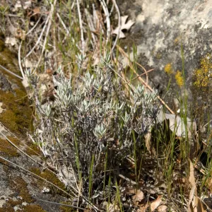 Eriogonum butterworthianum, Santa Lucia Mountains, Fort Hunter Liggett, SBBG Research and Conservation staff field trip, 2006