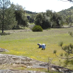 Bob Muller and Dieter Wilken, Pentachaeta exilis subsp. aeolica colony, Santa Lucia Mountains, Fort Hunter Liggett, SBBG Research and Conservation staff field trip, 2006