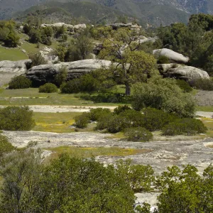wildflowers, Santa Lucia Mountains, Fort Hunter Liggett, SBBG Research and Conservation staff field trip, 2006