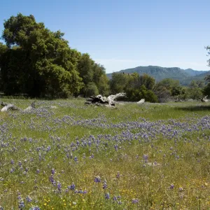 field of lupines, wildflowers, oak woodland, Santa Lucia Trail, Fort Hunter Liggett, SBBG Research and Conservation staff field trip, 2006