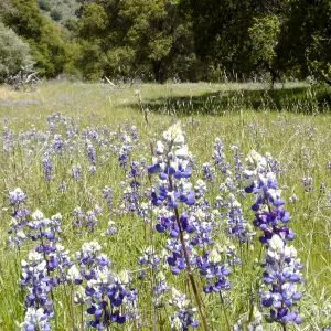 field of lupines, wildflowers, oak woodland, Santa Lucia Trail, Fort Hunter Liggett, SBBG Research and Conservation staff field trip, 2006