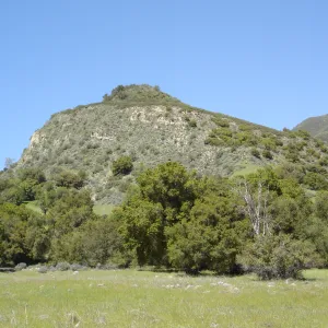 field of lupines, wildflowers, oak woodland, Santa Lucia Trail, Fort Hunter Liggett, SBBG Research and Conservation staff field trip, 2006