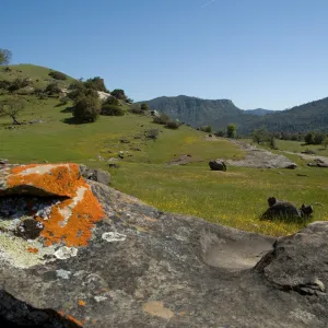 wildflowers, Santa Lucia Trail, Santa Lucia Mountains, SBBG Research and Conservation staff field trip, Fort Hunter Liggett, 2006