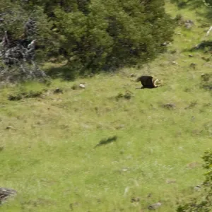 golden eagle in low flight against hillside, Santa Lucia Trail, Santa Lucia Mountains, SBBG Research and Conservation staff field trip, Fort Hunter Liggett, 2006