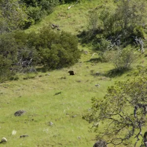 golden eagle in low flight against hillside, Santa Lucia Trail, Santa Lucia Mountains, SBBG Research and Conservation staff field trip, Fort Hunter Liggett, 2006