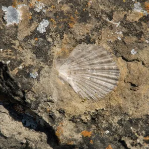 shell fossil, Santa Lucia Trail, Santa Lucia Mountains, SBBG Research and Conservation staff field trip, Fort Hunter Liggett, 2006