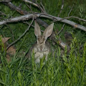 cottontail rabbit, bunny, SBBG Research and Conservation staff field trip, Fort Hunter Liggett, 2006