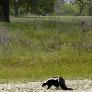 roadside skunk, SBBG Research and Conservation Staff field trip, Fort Hunter Liggett, 2006