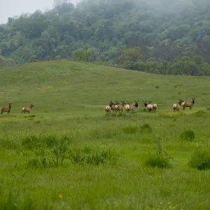 elk herd, Fort Hunter Liggett, SBBG Research and Conservation staff field trip, 2006