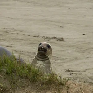 elephant seals at Piedras Blancas, SBBG Research and Conservation staff field trip, Fort Hunter Liggett, 2006