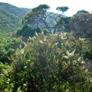 Adenostoma fasciculatum, chamise, SBBG Field Trip to Santa Cruz Island, 2011
