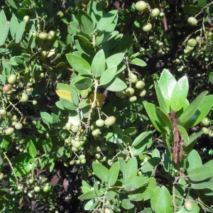 Arctostaphylos insularis in fruit, SBBG Field Trip to Santa Cruz Island, 2011