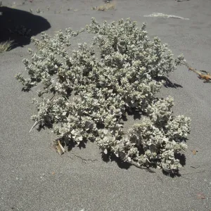 Atriplex leucophylla, Christy Beach, SBBG Field Trip to Santa Cruz Island, 2011