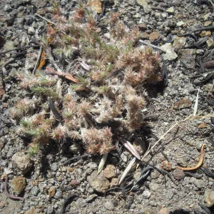 Cardionema ramosissimum, SBBG Field Trip to Santa Cruz Island, 2011