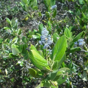 Ceanothus arboreus, inflorescence and leaves, , SBBG Field Trip to Santa Cruz Island, 2011