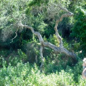 Quercus pacifica, Central Valley, SBBG Field Trip to Santa Cruz Island, 2011