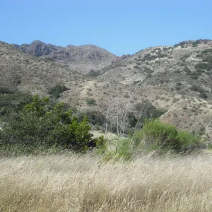 Central Valley (souh facing slope), SBBG Field Trip to Santa Cruz Island, 2011