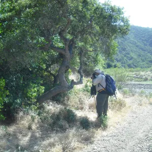 Chuck Rennie photographing scrub oak, SBBG Field Trip to Santa Cruz Island, 2011