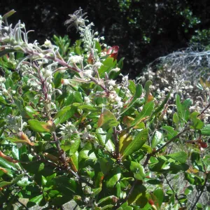 Comarostaphylis diversifolia var. planifolia, summer holly, SBBG Field Trip to Santa Cruz Island, 2011