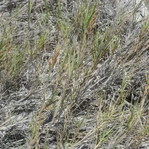 Distichlis spicata, SBBG Field Trip to Santa Cruz Island, 2011