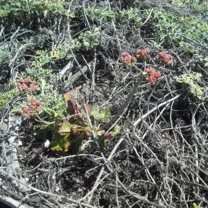 Eriogonum grande var. rubescens, Christy Beach, SBBG Field Trip to Santa Cruz Island, 2011