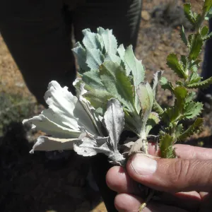 Hazardia detonsa, Hazardia squarrosa, Hazardia hybrid, SBBG Field Trip to Santa Cruz Island, 2011