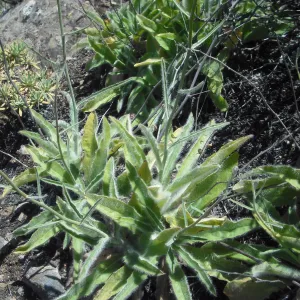 Hieracium argutum, SBBG Field Trip to Santa Cruz Island, 2011