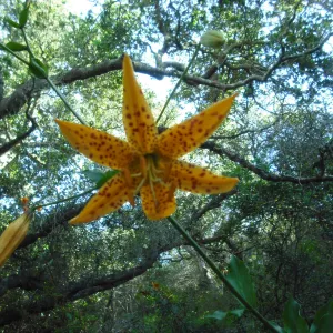 Lilium humboldtii in flower, SBBG Field Trip to Santa Cruz Island, 2011