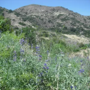 Lupinus albifrons var. douglasii, SBBG Field Trip to Santa Cruz Island, 2011