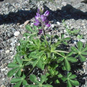 Lupinus hirsutissimus, SBBG Field Trip to Santa Cruz Island, 2011