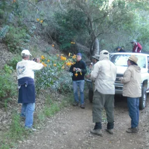 group photographing Lilium humboldtii, SBBG Field Trip to Santa Cruz Island, 2011