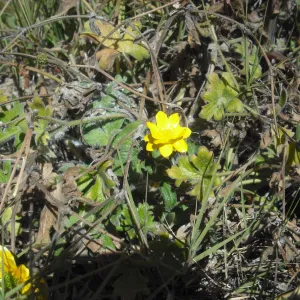 Ranunculus californicus, SBBG Field Trip to Santa Cruz Island, 2011