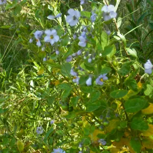 Solanum clokeyi, fruits and flowers, SBBG Field Trip to Santa Cruz Island, 2011