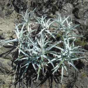 Stephanomeria cichoriacea, SBBG Field Trip to Santa Cruz Island, 2011