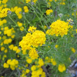Golden Yarrow along Mission Canyon Road