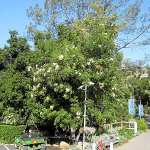 Flowering island ironwood at entrance