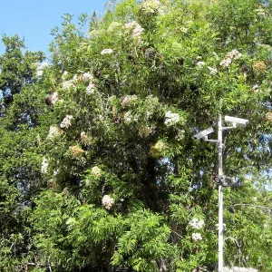 Flowering island ironwood at entrance