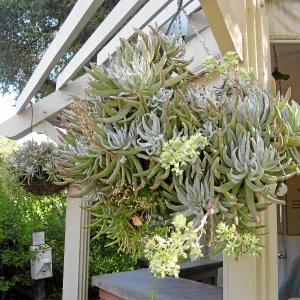 Dudleya hassei in hanging basket at entrance