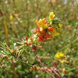 Deer weed along Mission Canyon Rd