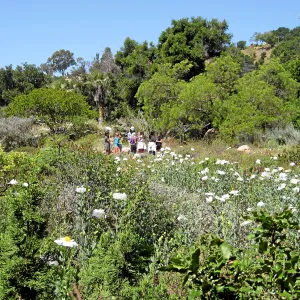 Romneya trichocalyx in Ground Cover Display