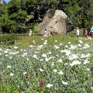 Romneya trichocalyx in Ground Cover Display
