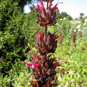 Hummingbird sage in Ground Cover Display